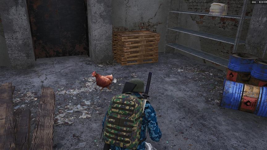 人渣Scum29：发现一只鸡，根据我多年的经验来看应该是本地鸡