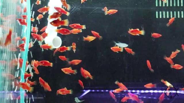 红月光鱼胎生还是卵生 西瓜视频