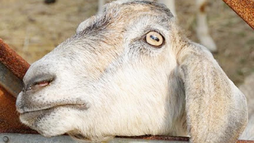 パッド蜂帆羊瞳孔 Wakaru Jp