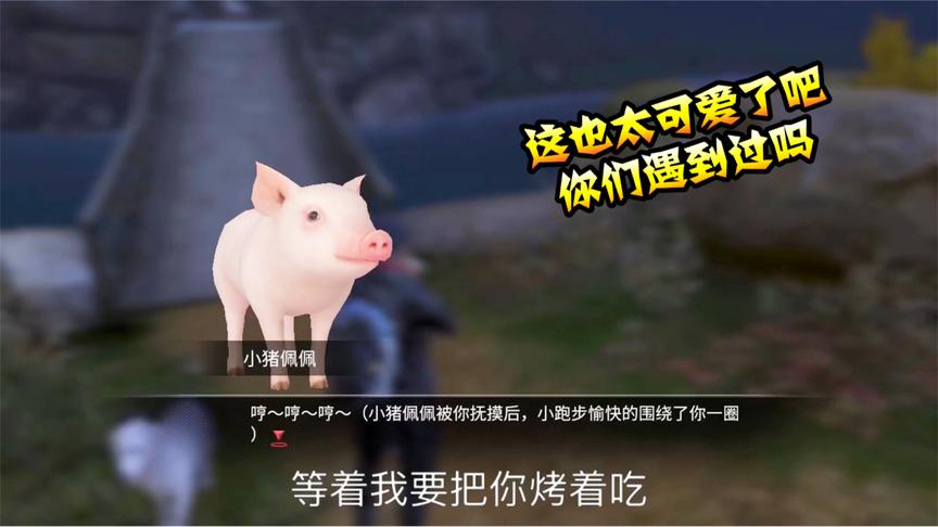 明日之后42：本本熊回家途中偶遇一只小猪猪，长得也太可爱了吧！