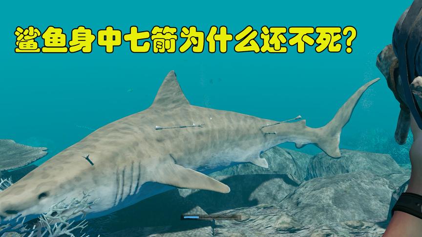 荒野求生18：我遇到了一个鲨鱼，击中了它七箭都不死，我该怎么办