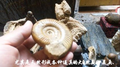 最稀有海螺化石价值 西瓜视频