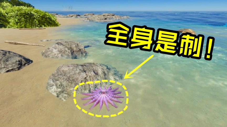荒岛求生01：不小心踩到一个紫色的海洋生物，会有毒吗？