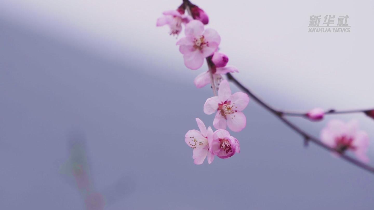 河南三门峡:来这个山谷 看十里桃花  西瓜视频