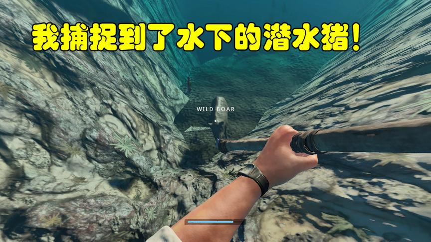 荒岛求生56：我竟在这片海域竟然捕获到了水里的野猪，又叫潜水猪