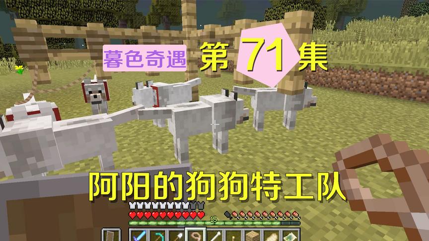我的世界阿阳暮色奇遇71：阿阳一连驯服四只狗，组建狗狗特工队！