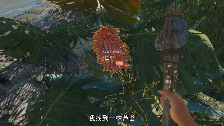 荒岛求生11：我找到一株芦荟，这可是好东西