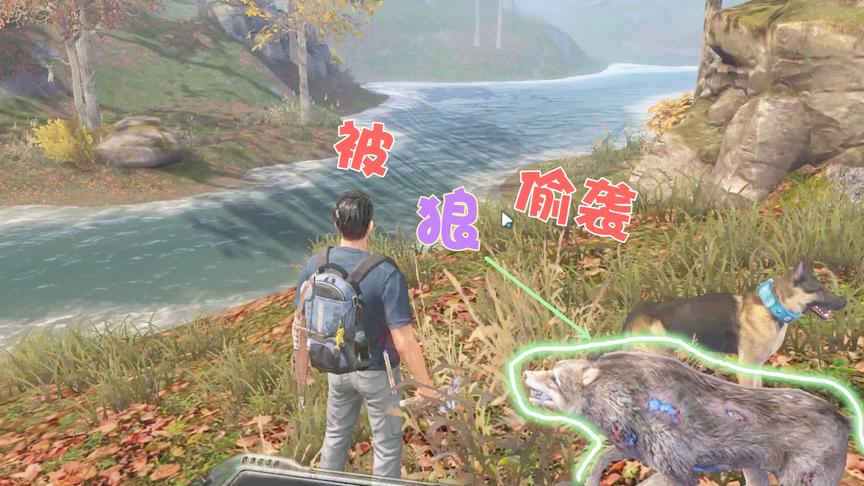 明日之后19：遭遇袭击，不知道从哪里冒出来一只狼，挺凶的！