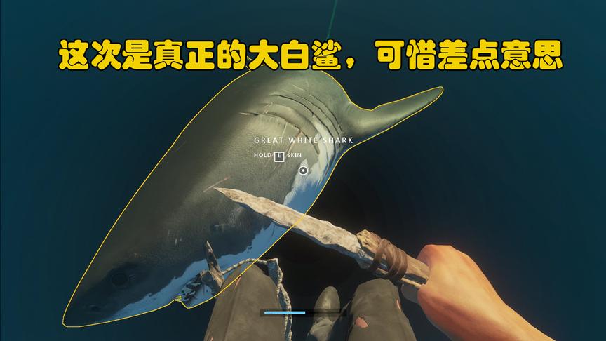 荒岛求生47：这次我遇到的是真正的大白鲨，可惜是一条受伤的鲨鱼