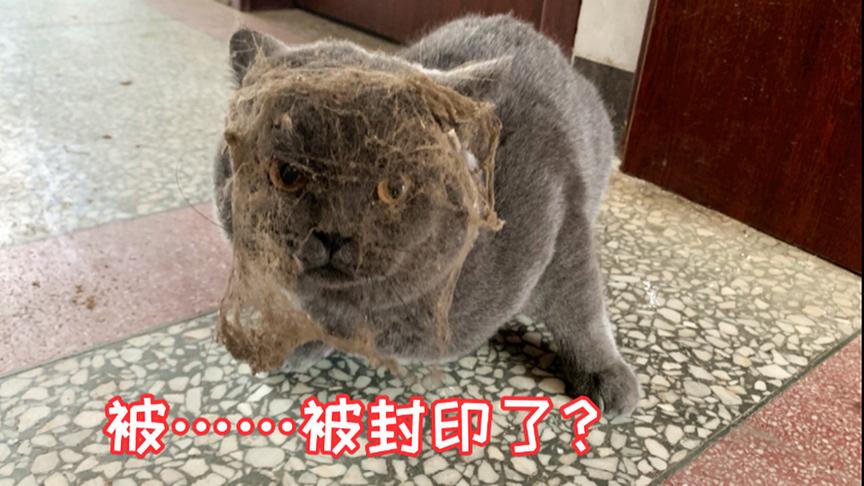宠物猫第一次下乡，就遭遇了猫生滑铁卢，怎一个字“惨”