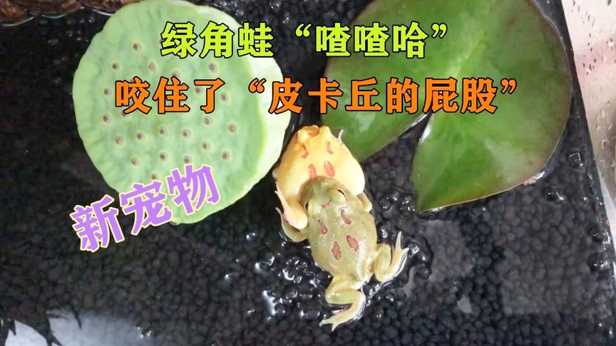 无道vlog：新宠物开场就打架，绿蛙“喳喳哈”咬住了皮卡丘的屁股