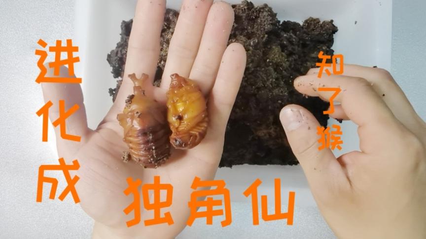 独角仙幼虫吃什么食物 西瓜视频