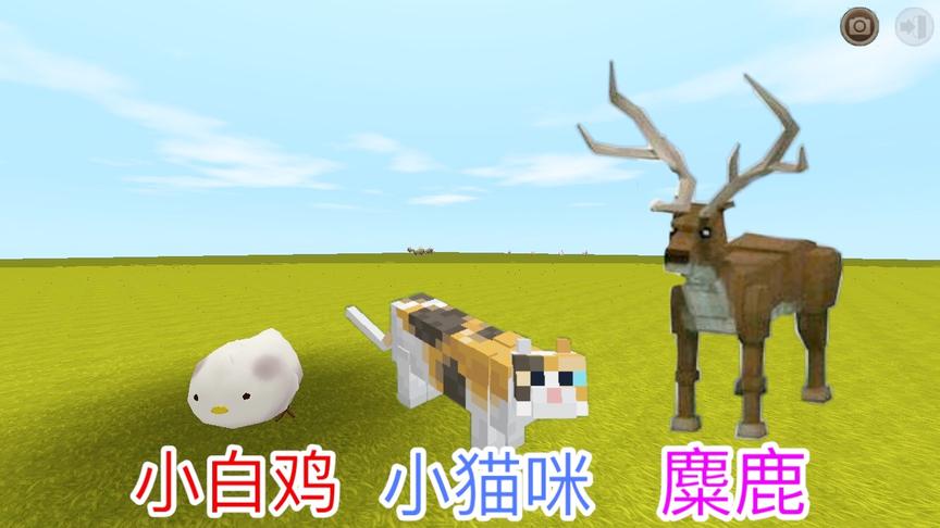 迷你世界：发现新生物“小白鸡”，可以驯服带回家当坐骑使用？