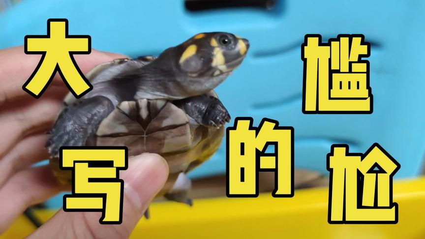 龟生第一次这么尴尬……