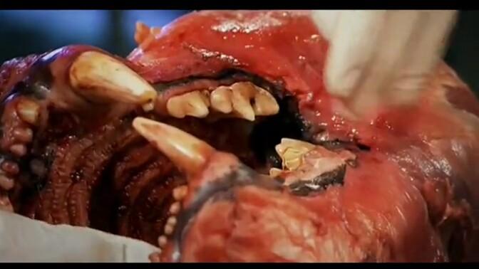 狮子老虎谁厉害?最有发言权的,是大型猫科动物解剖师.