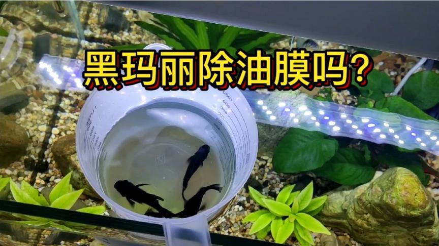都说黑玛丽鱼除油膜 今天买了两对黑玛丽看看效果 过水消毒中 西瓜视频