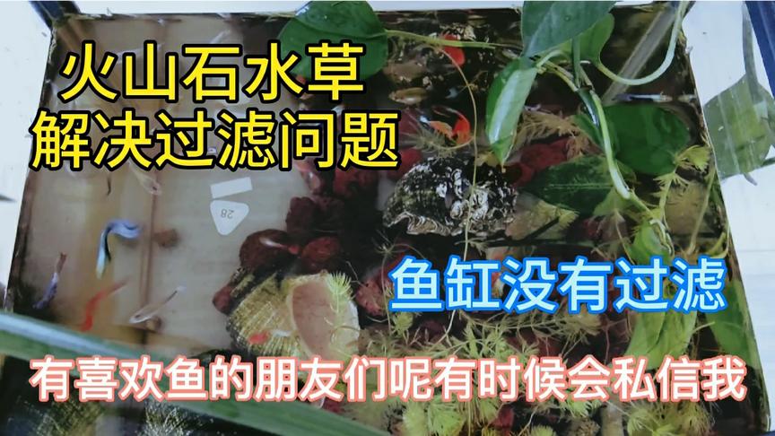 Ph值多少适合养水草 西瓜视频