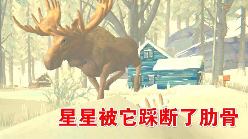 漫漫长夜46：星星遭遇驼鹿踩踏，肋骨断了
