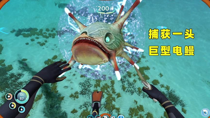 深海迷航19：我捕获了一头巨型电鳗