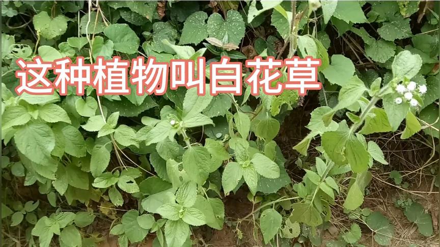 生草药白花草 西瓜视频