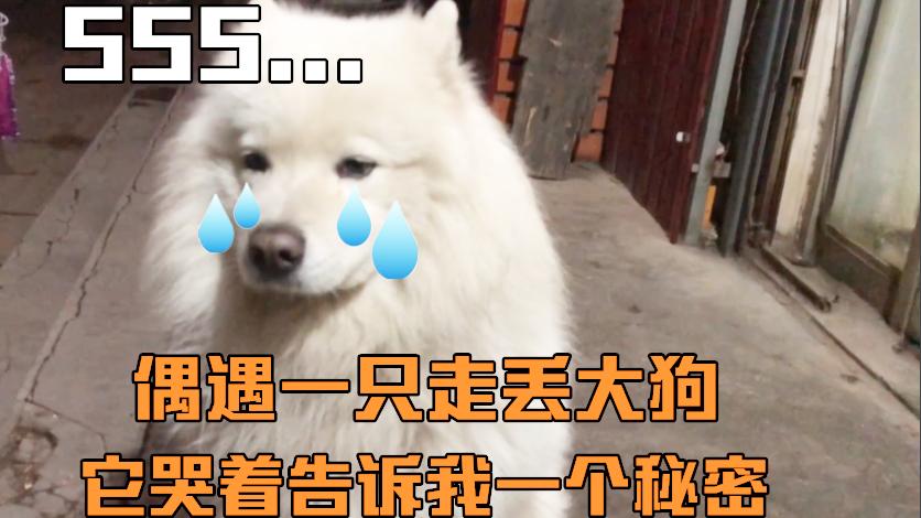 无道偶遇“一条狗”，它哭着告诉了我一个秘密，我知道后很难受！
