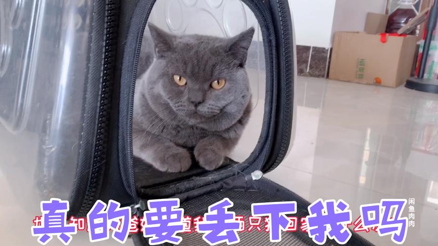 嘟嘟要被送走，碰瓷舍不得，一直守着嘟嘟，小猫咪也有深感情啊