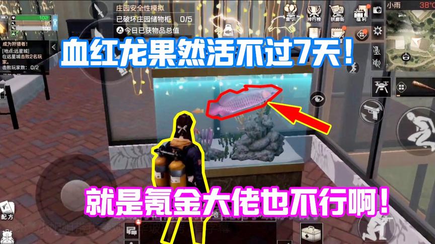 明日之后568：土豪玻璃房养了两条死鱼！红金龙真的活不过七天吗