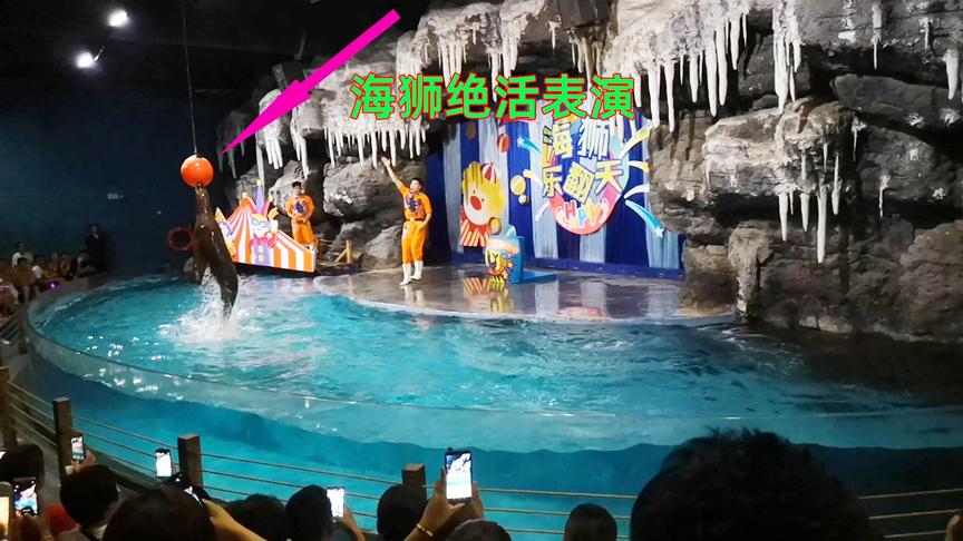 醉影Vlog：郑州海洋馆一日游，海狮表演绝活让人佩服