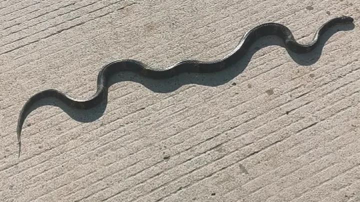 松花蛇 西瓜视频