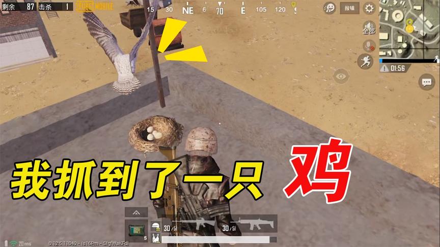 刺激战场国际服大揭秘：宠物功能要上线了吗，我竟然抓到了一只鸡