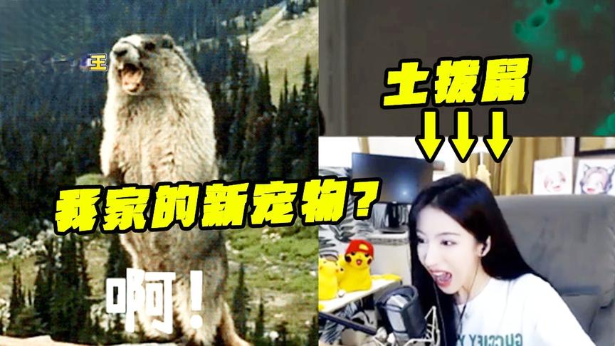 绝地求生呆妹儿：大型惨叫现场！我家的“土拨鼠”怎么这么吵！
