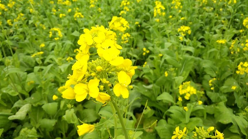 冬恋伴奏c调 西瓜视频