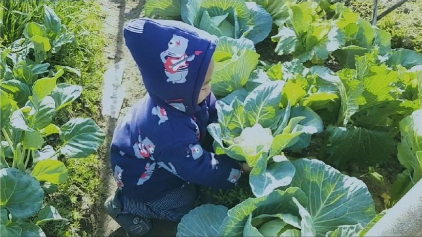 高脚芥菜怎么做才好吃 西瓜视频