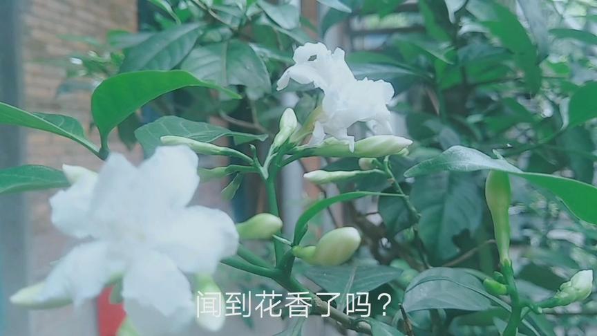 赤花症和吐花症 西瓜视频