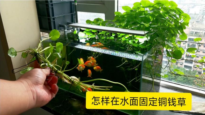 鱼缸种水草怎样固定 西瓜视频 鱼缸种水草怎样固定 西瓜视频