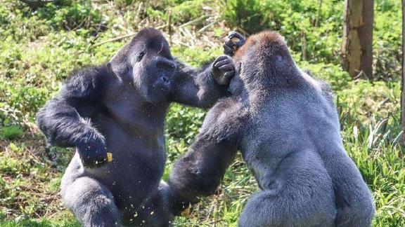 动物园里的两只大猩猩火了,一见面就掐架,简直太疯狂了!