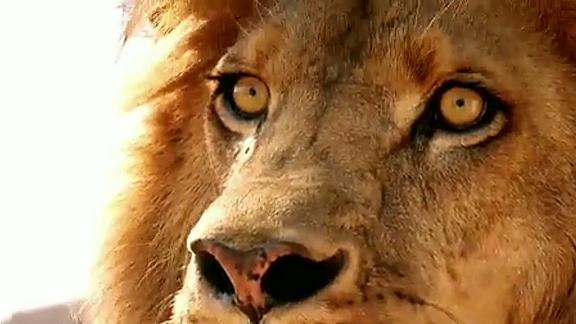 14:50 垂直极限 生命与毅力的抗争 7次观看 · 2020-03-19 14:57 [狮