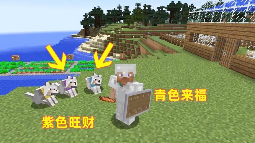 我的世界26！我给狗狗的项圈染上颜色，紫色是旺财，青色是来福