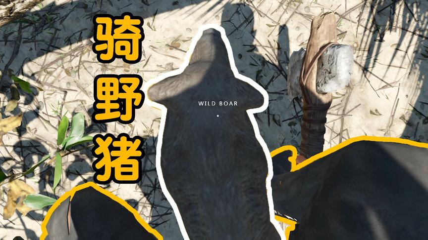 荒岛求生第9天：我骑着一头野猪，它能带我环游世界！