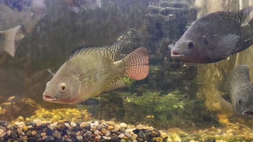 鱼把鱼卵藏在嘴里孵化 西瓜视频