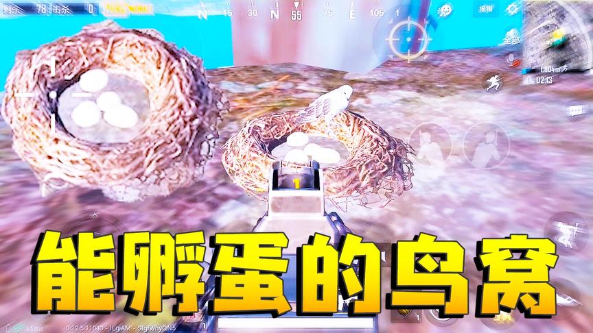 刺激战场：国际服发现神秘鸟窝 孵化鸟蛋能免费获得宠物鸟一只！