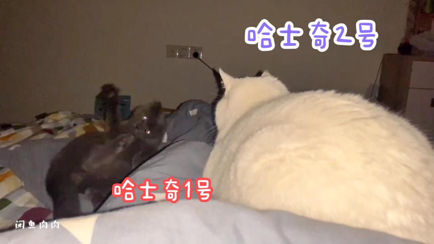 晚上了，我的猫就被哈士奇附身了，有这精力不去工地搬砖太可惜了