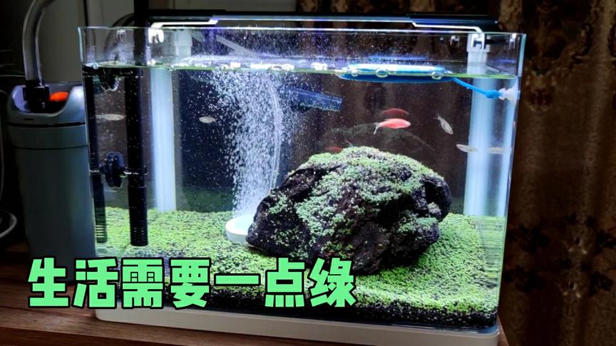 生活还是需要有点绿呀~