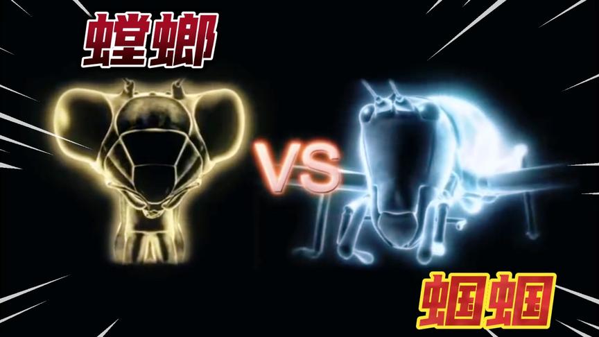 螳螂对战蝈蝈，到底是两把大刀的获胜，还是下颚巨大的蝈蝈胜出？