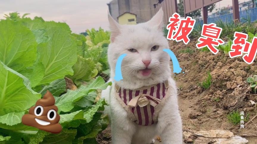 猫猫巡逻菜园子，被大白菜的大粪熏到不可自拔，真香？