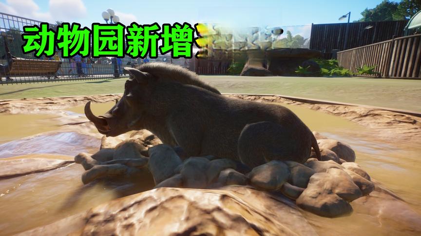 动物园之星01：动物园迎来新成员两只疣猪，在泥坑里玩得贼开心！