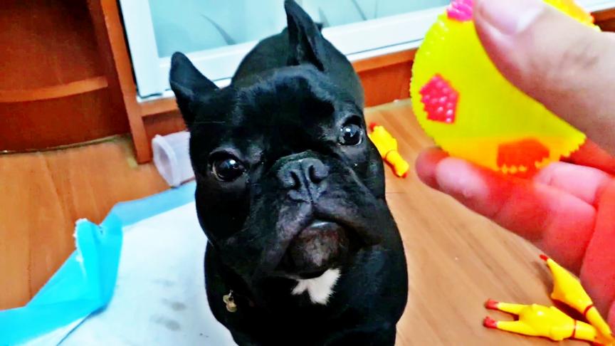 小林VLOG：给包子买了一堆东西，有惨叫鸡玩具还有厕所！