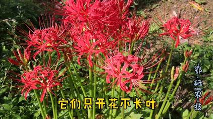 地狱之花曼珠沙华 西瓜视频