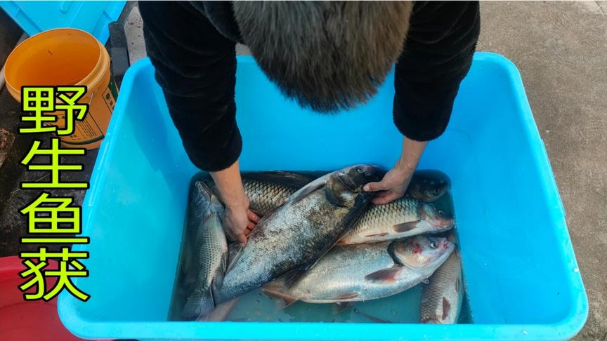 渔民阿欢捕获纯野生水库鱼,30块一斤打包发货,立马被一抢而空
