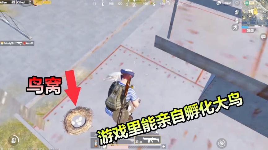 刺激战场：游戏里哪些地方有鸟窝？玩家自己能孵化里面的鸟蛋